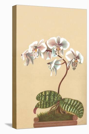 Phalenopsis Schilleriana-H.g. Moon-Stretched Canvas