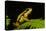 Phantasmal Poison Arrow Frog, Ecuador-Pete Oxford-Premier Image Canvas