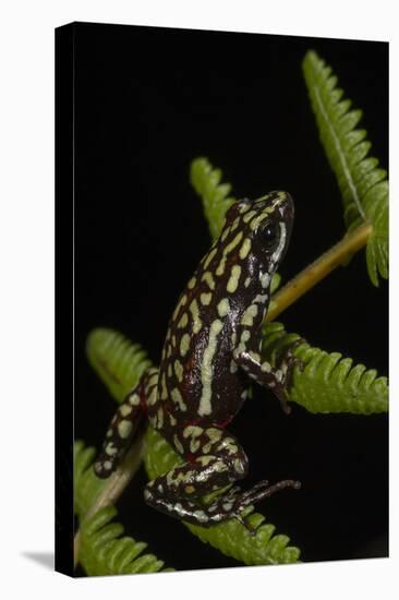 Phantasmal Poison Arrow Frog, Ecuador-Pete Oxford-Premier Image Canvas