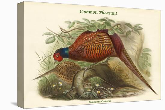 Phasianus Cochicus - Common Pheasant-John Gould-Stretched Canvas