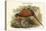 Phasianus Cochicus - Common Pheasant-John Gould-Stretched Canvas
