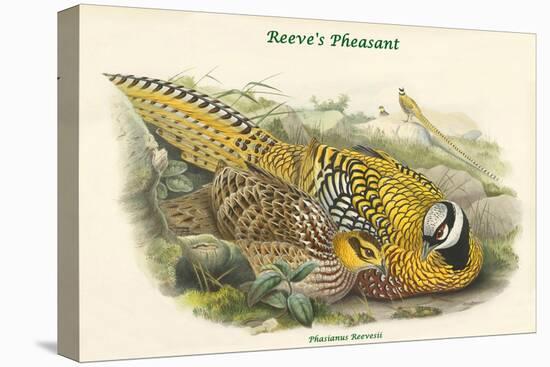 Phasianus Reevesii - Reeve's Pheasant-John Gould-Stretched Canvas