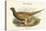 Phasianus Shawi - Shaw's Pheasant-John Gould-Stretched Canvas