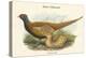 Phasianus Shawi - Shaw's Pheasant-John Gould-Stretched Canvas