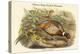 Phasianus Torquatus - Chinese Ring-Necked Pheasant-John Gould-Stretched Canvas