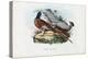 Pheasant, 1863-79-Raimundo Petraroja-Premier Image Canvas