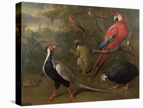 Pheasant, Macaw, Monkey, Parrots and Tortoise-Charles Collins-Premier Image Canvas