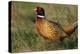 Pheasant Male, Cock on Fallow Land-null-Premier Image Canvas