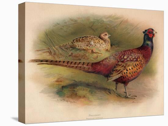 Pheasant (Phasianus colchicus), 1900, (1900)-Charles Whymper-Premier Image Canvas