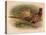 Pheasant (Phasianus colchicus), 1900, (1900)-Charles Whymper-Premier Image Canvas