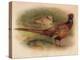 Pheasant (Phasianus colchicus), 1900, (1900)-Charles Whymper-Premier Image Canvas