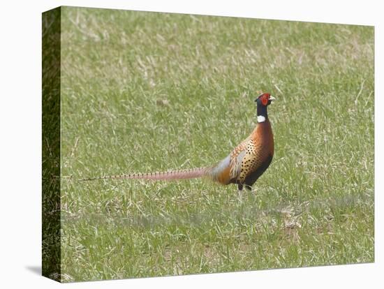 Pheasant standing in grassy field-Michael Scheufler-Premier Image Canvas