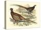 Pheasant Varieties V-null-Stretched Canvas