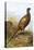 Pheasant-English-Premier Image Canvas