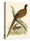 Pheasant-Beverley R. Morris-Premier Image Canvas