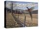 Pheasant-Bruce Dumas-Premier Image Canvas