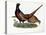 Pheasants-Prideaux John Selby-Premier Image Canvas