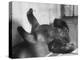 Phil the Gorilla Sleeping on His Back at the St. Louis Zoo-Wallace Kirkland-Premier Image Canvas