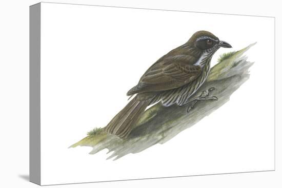 Philippine Creeper (Rhabdornis Inornatus), Birds-Encyclopaedia Britannica-Stretched Canvas