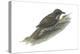 Philippine Creeper (Rhabdornis Inornatus), Birds-Encyclopaedia Britannica-Stretched Canvas