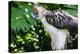 Philippine Eagle, Davao, Mindanao, Philippines-Michael Runkel-Premier Image Canvas