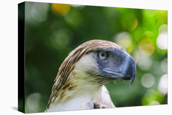 Philippine Eagle, Davao, Mindanao, Philippines-Michael Runkel-Premier Image Canvas