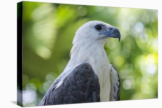 Philippine Eagle, Davao, Mindanao, Philippines-Michael Runkel-Premier Image Canvas