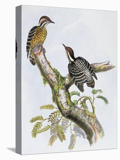 Philippine Pygmy Woodpecker (Dendrocopos Maculatus)-null-Premier Image Canvas