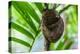 Philippine Tarsier, Bohol, Philippines-Michael Runkel-Premier Image Canvas