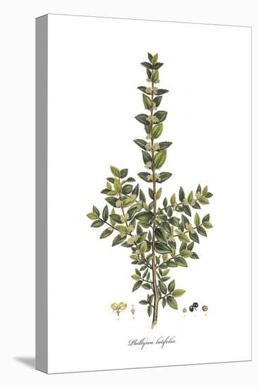 Phillyrea Latifolia,  Flora Graeca-Ferdinand Bauer-Premier Image Canvas