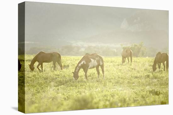 Philmont Scout Ranch Horses at Pasture before Sunset. Cimarron, New Mexico-Maresa Pryor-Premier Image Canvas