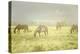 Philmont Scout Ranch Horses at Pasture before Sunset. Cimarron, New Mexico-Maresa Pryor-Premier Image Canvas
