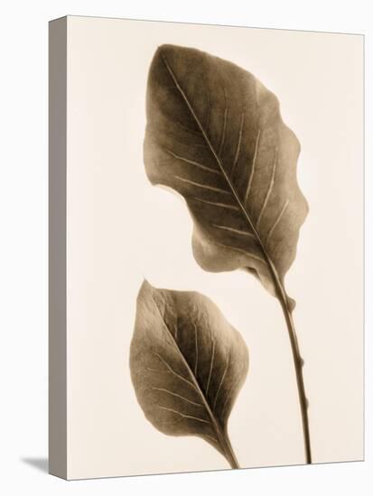 Philodendron Leaf-Julie Greenwood-Stretched Canvas