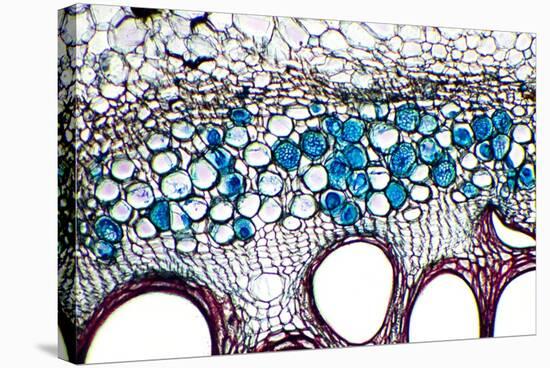 Phloem Plant Cells, Light Micrograph-Dr. Keith Wheeler-Premier Image Canvas