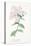 Phlox Acuminata, Plate Xxxiv, from L'antotrofia Ossia La Coltivazione De'fiori by Antonio Piccioli,-Italian School-Premier Image Canvas