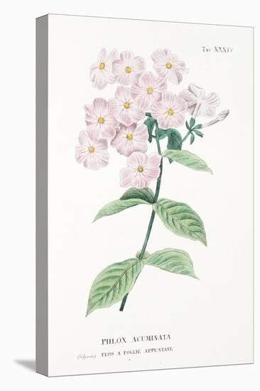 Phlox Acuminata, Plate Xxxiv, from L'antotrofia Ossia La Coltivazione De'fiori by Antonio Piccioli,-Italian School-Premier Image Canvas