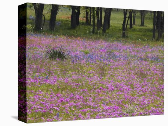Phlox and Oak Trees in Springtime, Nixon, Texas, USA-Darrell Gulin-Premier Image Canvas