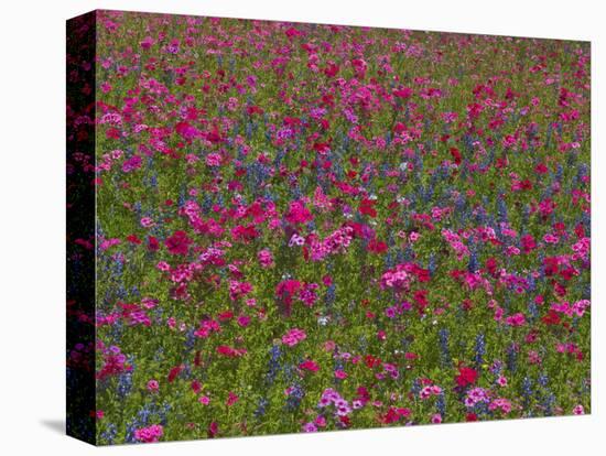 Phlox, Blue Bonnets and Indian Paintbrush Near Brenham, Texas, USA-Darrell Gulin-Premier Image Canvas