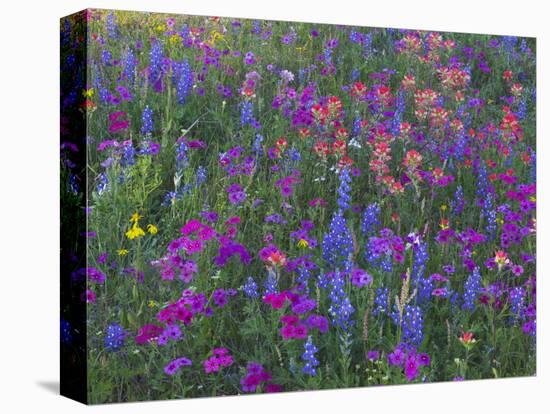 Phlox, Blue Bonnets and Indian Paintbrush Near Brenham, Texas, USA-Darrell Gulin-Premier Image Canvas