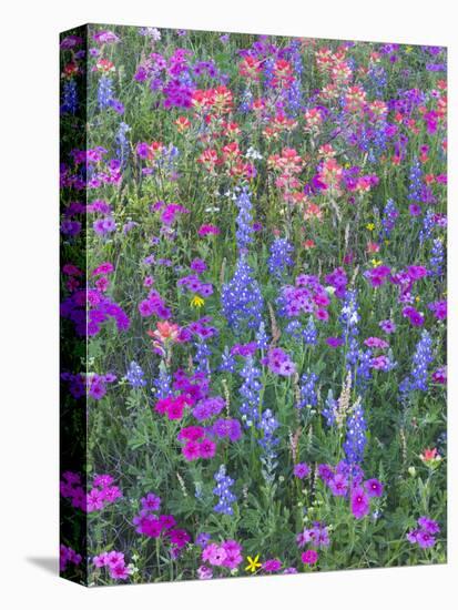 Phlox, Blue Bonnets and Indian Paintbrush Near Brenham, Texas, USA-Darrell Gulin-Premier Image Canvas