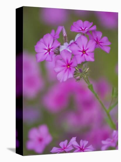 Phlox in Bloom Near Devine, Texas, USA-Darrell Gulin-Premier Image Canvas