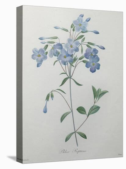 Phlox Reptans-Pierre-Joseph Redoute-Stretched Canvas