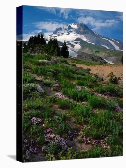 Phlox Wildflowers & Mt. Hood-Steve Terrill-Premier Image Canvas