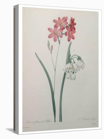Phlox-Pierre-Joseph Redoute-Stretched Canvas