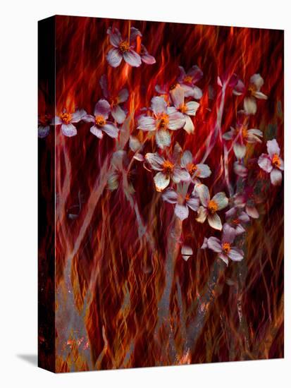 Phoenix Flower-Doug Chinnery-Premier Image Canvas