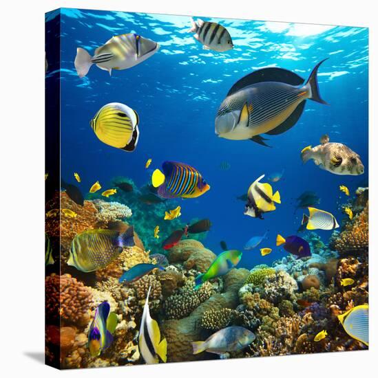 Photo of a Tropical Fish on a Coral Reef-Irochka-Premier Image Canvas