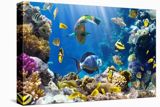 Photo of a Tropical Fish on a Coral Reef-Irochka-Premier Image Canvas