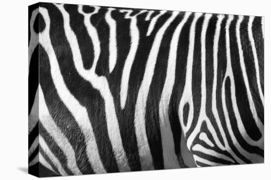 Photo Of A Zebra Texture Black And White-Pavelmidi-Premier Image Canvas