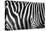 Photo Of A Zebra Texture Black And White-Pavelmidi-Premier Image Canvas