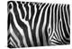 Photo Of A Zebra Texture Black And White-Pavelmidi-Premier Image Canvas